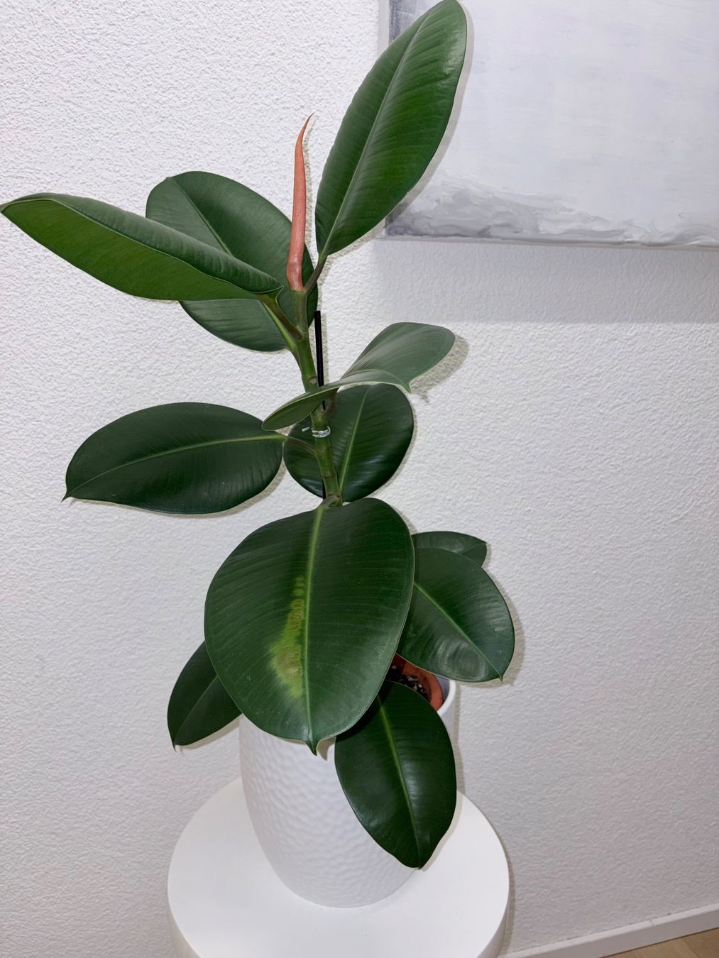 Piante & sementi: FICUS ELASTICA ROBUSTA Pflanze, Gummibaum 76 cm – Usato da Kilchberg ZH venduto da malibubeach 1