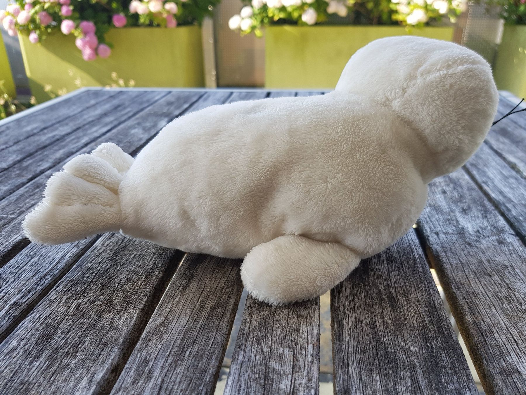 Spielzeuge: Seehund Plüsch weiss – Gebraucht aus Jona von dampfnuggi 2
