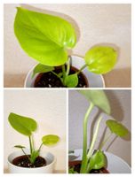Monstera Lemon Lime