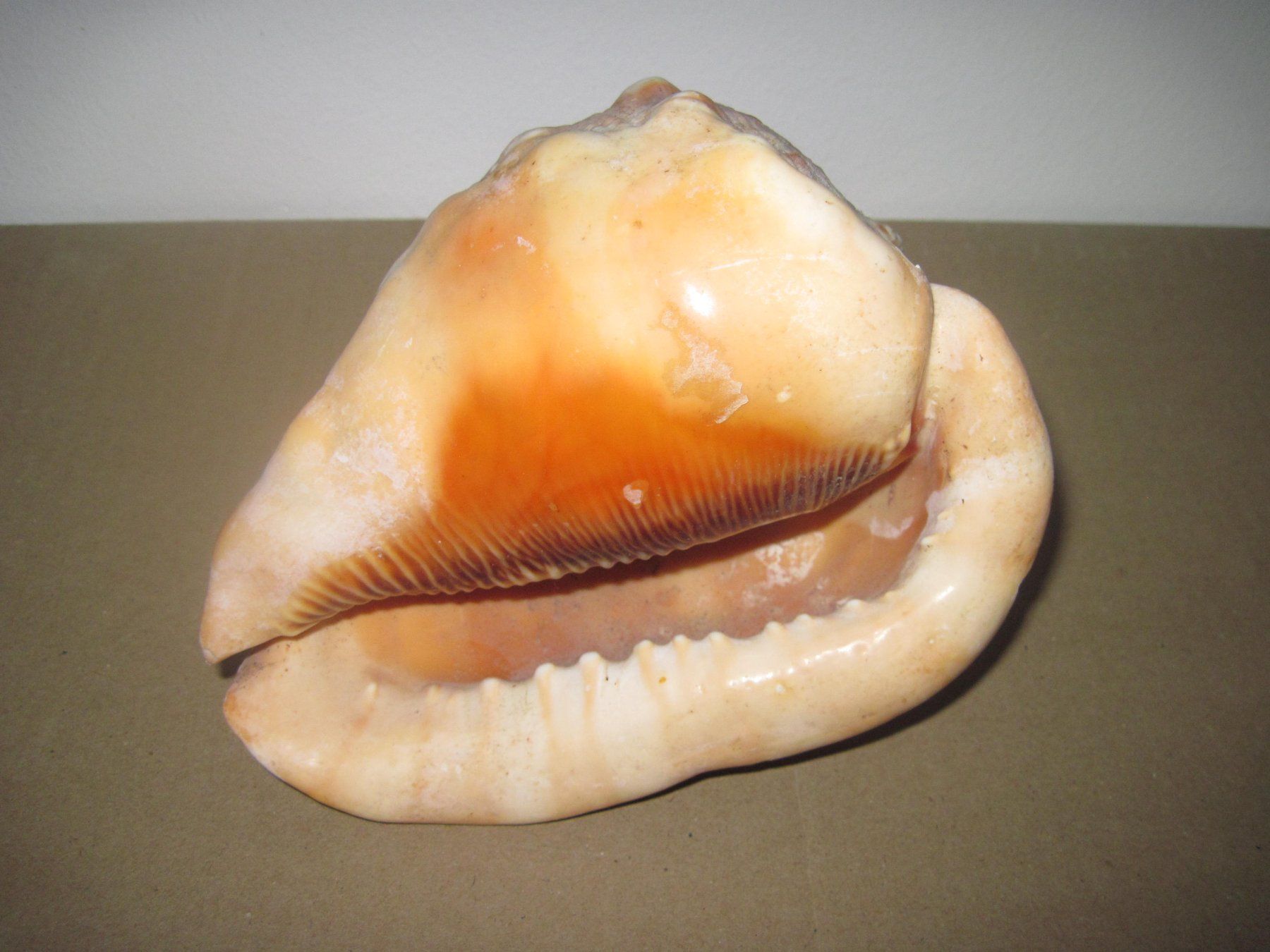 Fossili: Meeresmuscheln – Usato da Weinfelden venduto da Frosch467 3