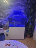 Aquarium Red Sea Max 250 mit Unterschrank und Beleuchtung