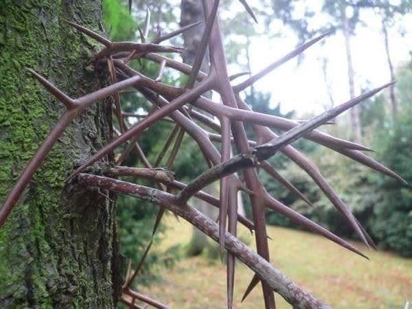 Pflanzen & Samen: FEVIER épineux INERMIS  2 PLANTS – Neu (gemäss Beschreibung) aus Bremblens von FIBONACCI369 1