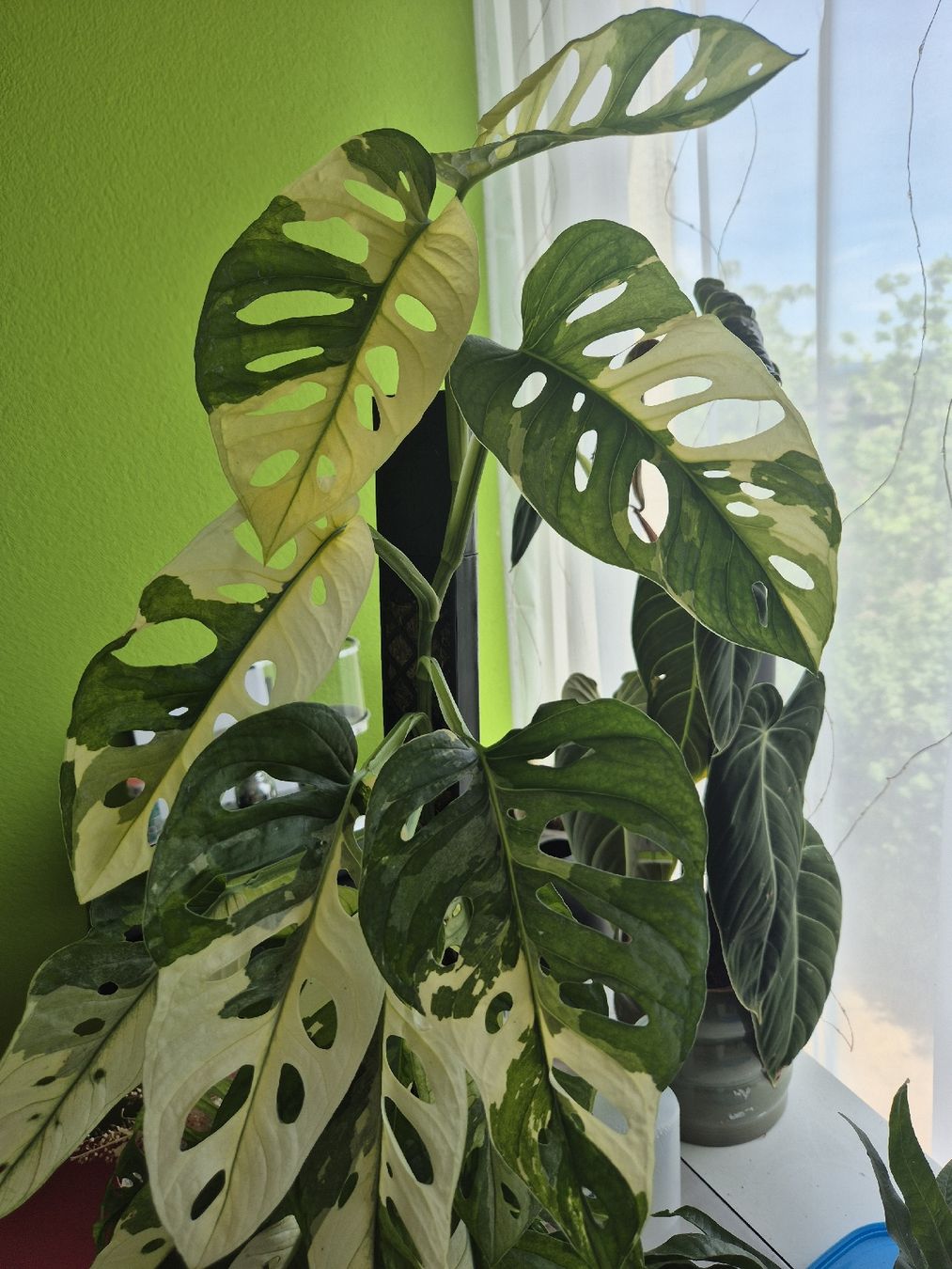Piante & sementi: Monstera Adansonii Variegata Steckling – Usato da Urtenen-Schönbühl venduto da Pflanzenherberge 2