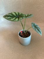 Alocasia Sinuata in Hydrokultur 