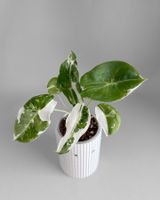 Alocasia Longiloba Albo Pink Back Variegata