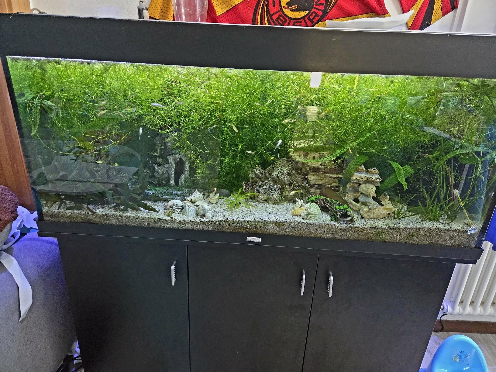 Aquarium: Komplettes Aquarium 260L – Gebraucht aus Gerlafingen von Yamaha-94