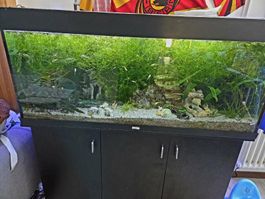 Komplettes Aquarium 260L