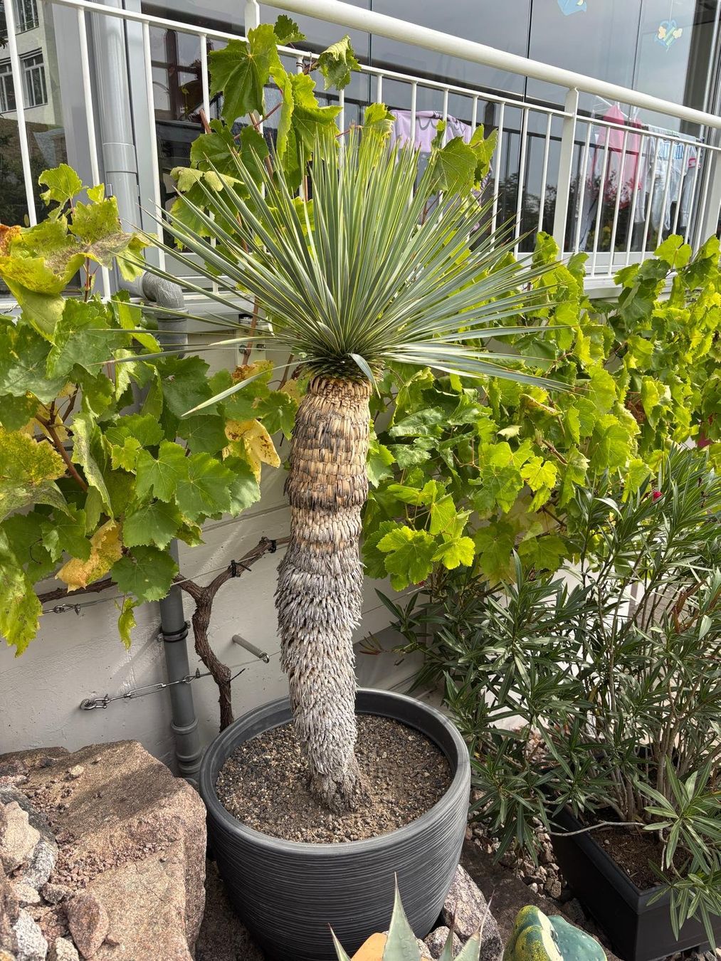 Piante & sementi: Yucca Palme – Usato da Stetten AG venduto da Nadineklaus81