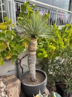 Yucca Palme