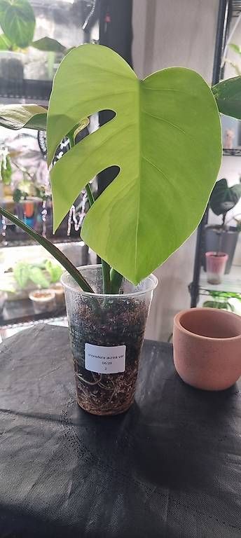 Plantes & graines: Monstera variegata Aurea – Neuf avec emballage d'origine à Wallenwil par pet_mz5n