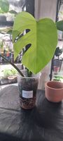 Monstera variegata Aurea