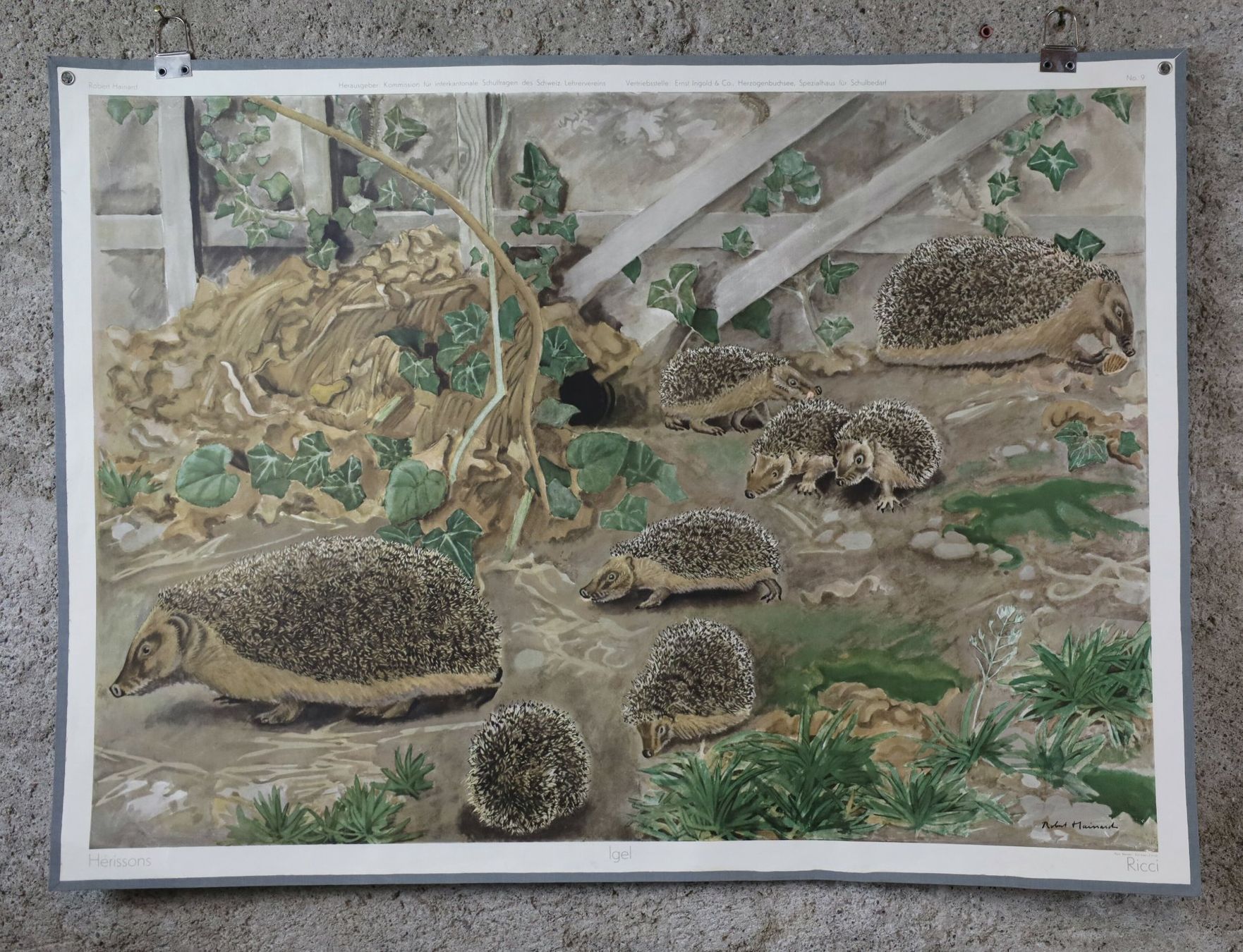 Poster & Bilder: Schulwandbild, Wandbild, Lehrbild "Igel" Robert Hainard – Gebraucht aus Birrwil von brandschatz_birrwil 1