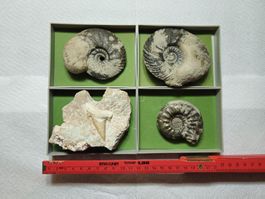 Fossiliensammlung: 3 Ammoniten & 1 Haifischzahn