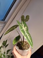 Alocasia longiloba im Selbstbewässerungstopf