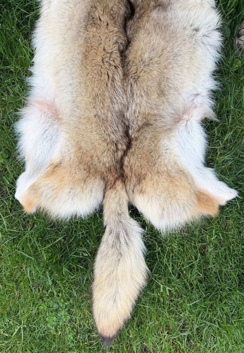 Il mondo degli animali: Echtes Wolfsfell Mongolei - 2007 Legal importiert – Nuovo (secondo la descrizione) da Thun venduto da Abalona3600 3