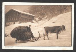 Landwirtschaft Kuh mit Schnee-Schlitten und Heu