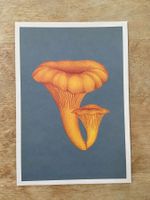 AK neu Illustration Pilz Royal Botanic Gardens Fungarium