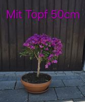 Mediterrane Bougainvillea in Terracotta-Schale