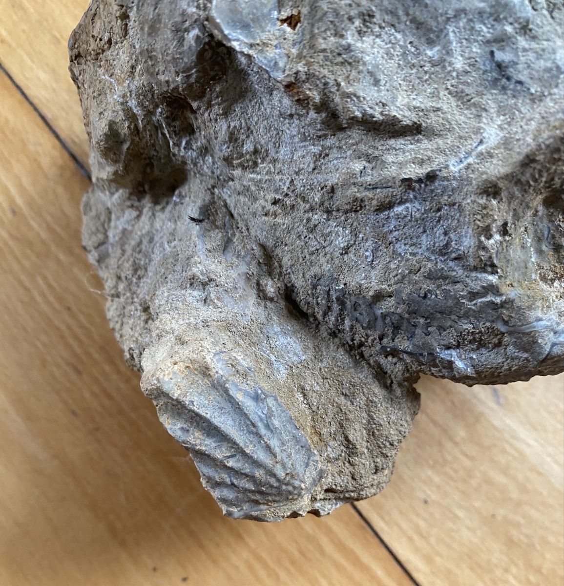 Fossili: Ammonit – Usato da Liestal venduto da Stephanoceras1 4