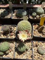 Sulcorebutia Roberto Vasquezii