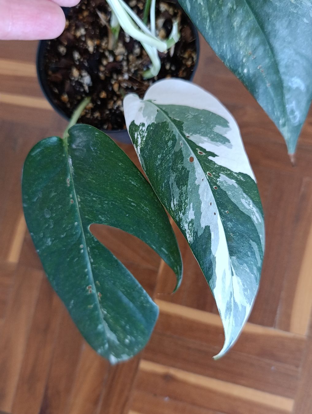 Pflanzen & Samen: Epipremnum Pinnatum Variegata  – Neu (gemäss Beschreibung) aus Baar von L.isa28 3