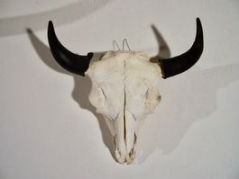Schädel BISON BÜFFEL BUFFALO STIER BULLE WESTERN DEKO SALOON