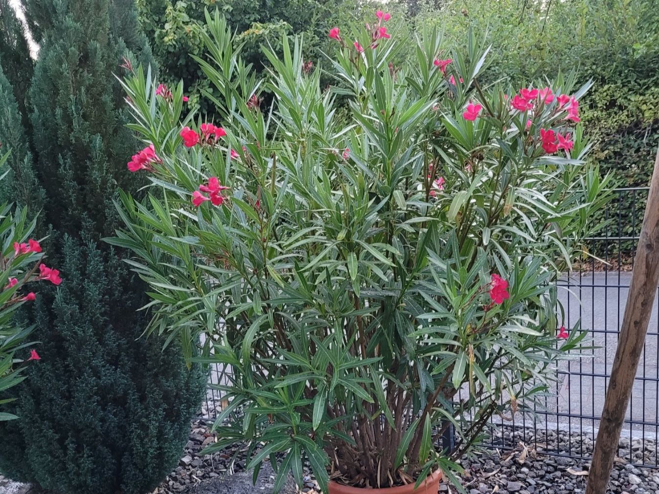 Pflanzen & Samen: schöner grosser Oleander 180cm – Gebraucht aus Aarberg von belaija 3