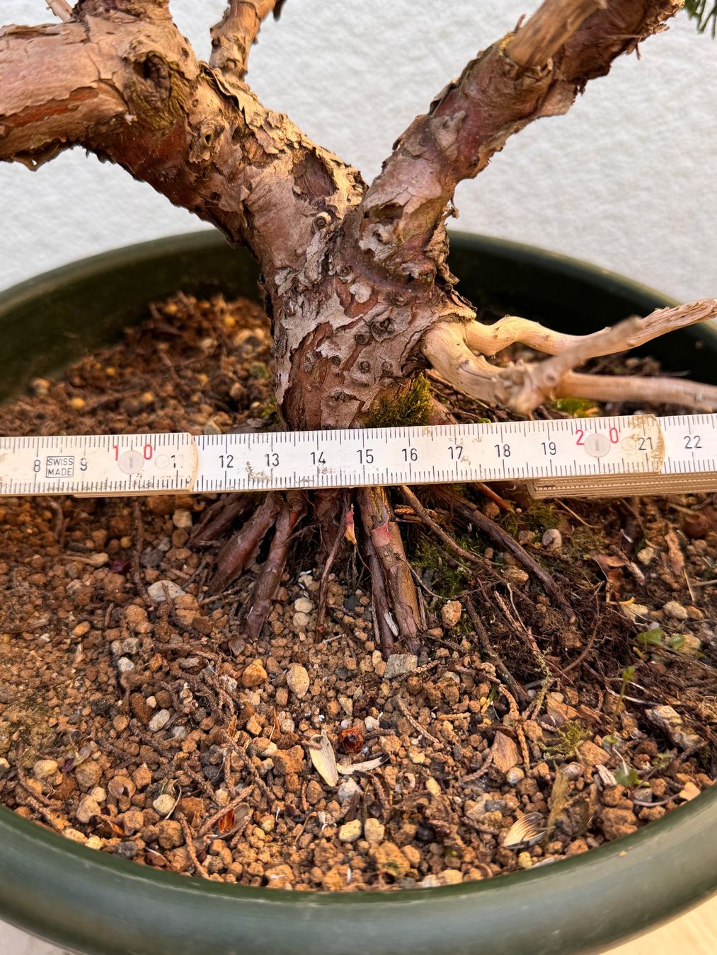 Piante & sementi: Bonsai/Juniperus – Usato da Münchwilen TG venduto da baluzi3 6