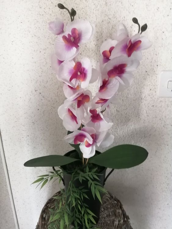 Zum Muttertag Orchideen im Zink Topf ewig frisch Fr. 16.00 Kaufen auf