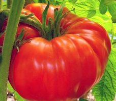 TOMATE Raspberry Giant / 10 Samen