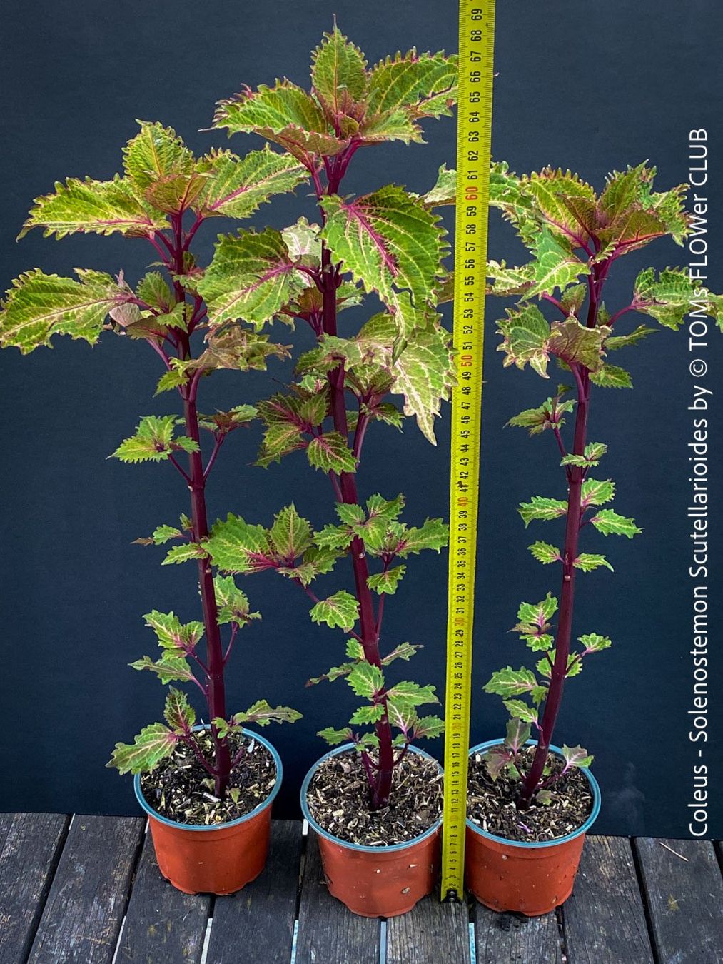 Pflanzen & Samen: Buntnessel - Coleus - rund 60cm Stämmchen – Neu und originalverpackt aus Adliswil von astom369 2
