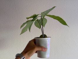 Avocado Baum (Doppelstamm)