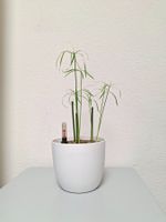 🌿 Papyrus-Pflanzen in hochwertigem Hydrokultur-System
