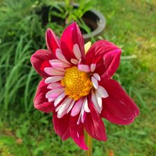 Profile image of Flowers_Blossom