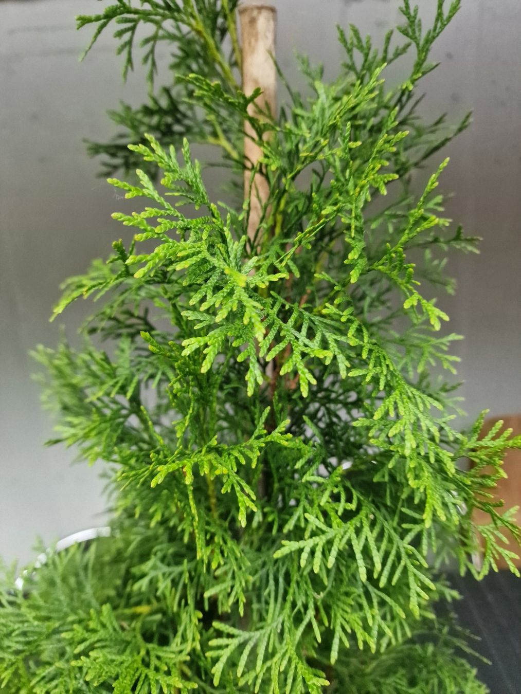 Piante & sementi: Lebensbäume Thuja im Topf ca.100 cm. – Usato da Uerkheim venduto da Justi.y 5