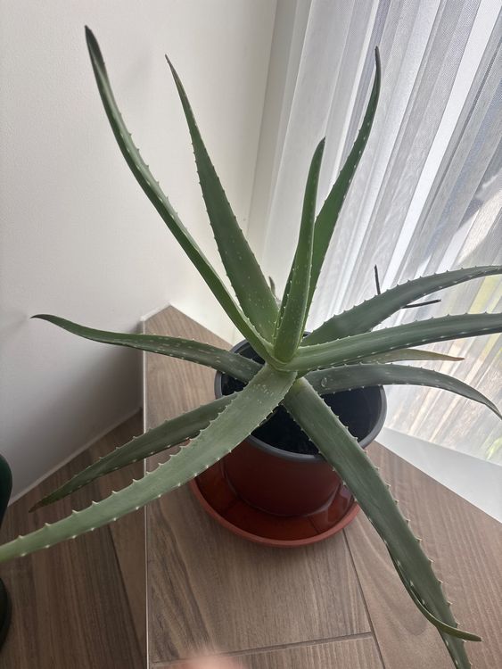 Aloe Vera Pflanze gross, ca. 60cm hoch, Topfpflanze (Neu (gemss  Beschreibung)) in Dielsdorf fr CHF 12  nur Abholung auf Ricardo kaufen