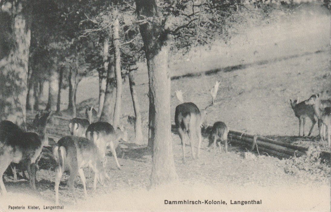 Cartoline postali: P 40 Langenthal, Damhirsch-Kolonie, 1909 – Usato da Freienbach venduto da Bhaltis