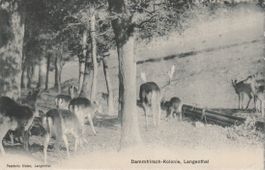 P 40 Langenthal, Damhirsch-Kolonie, 1909