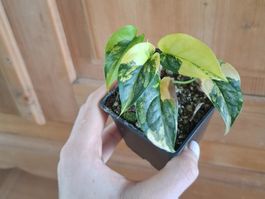 Monstera siltepecana aurea variegata
