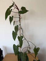 Philodendron red emerald Zimmerpflanze rankend 130 cm