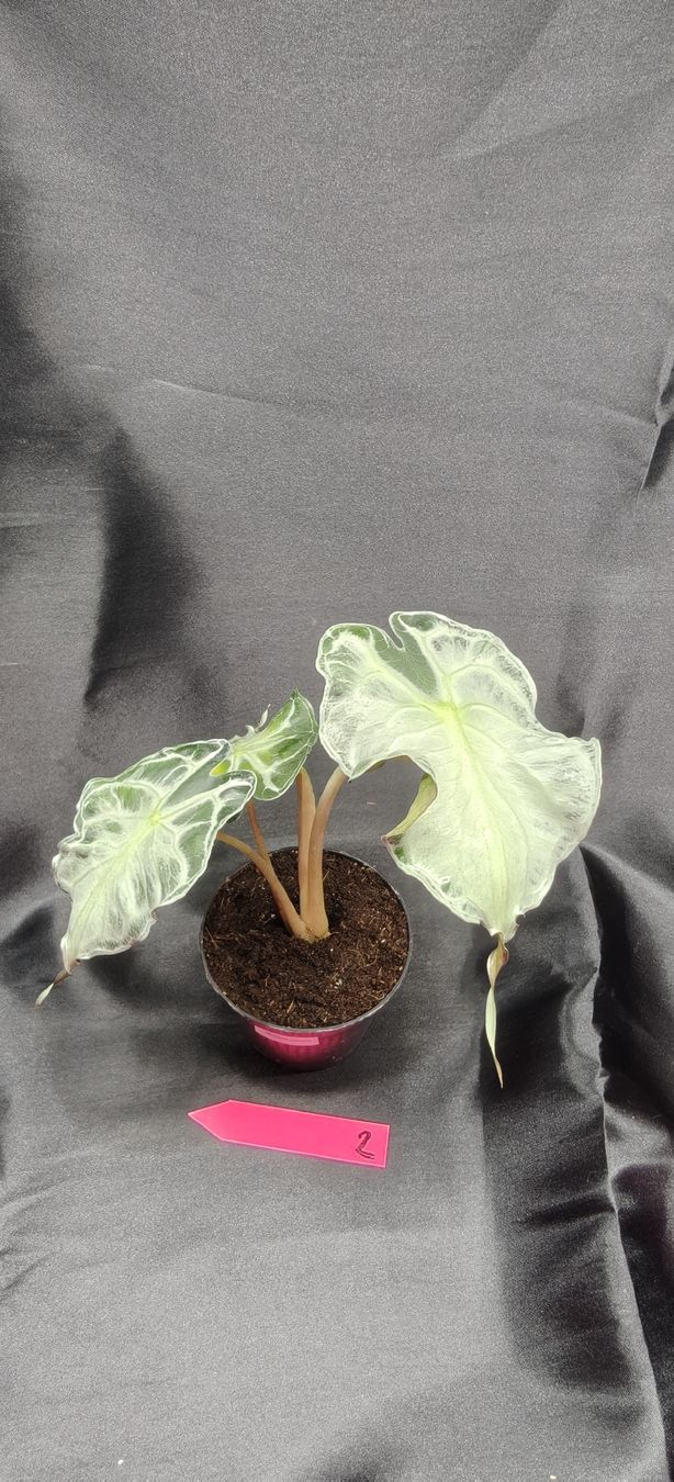 Piante & sementi: plante alocasia venom 2 – Nuovo e nell'imballaggio originale da St-Séverin venduto da harirah 1