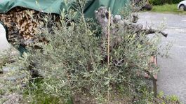 Olivenbaum über 500 Jährig