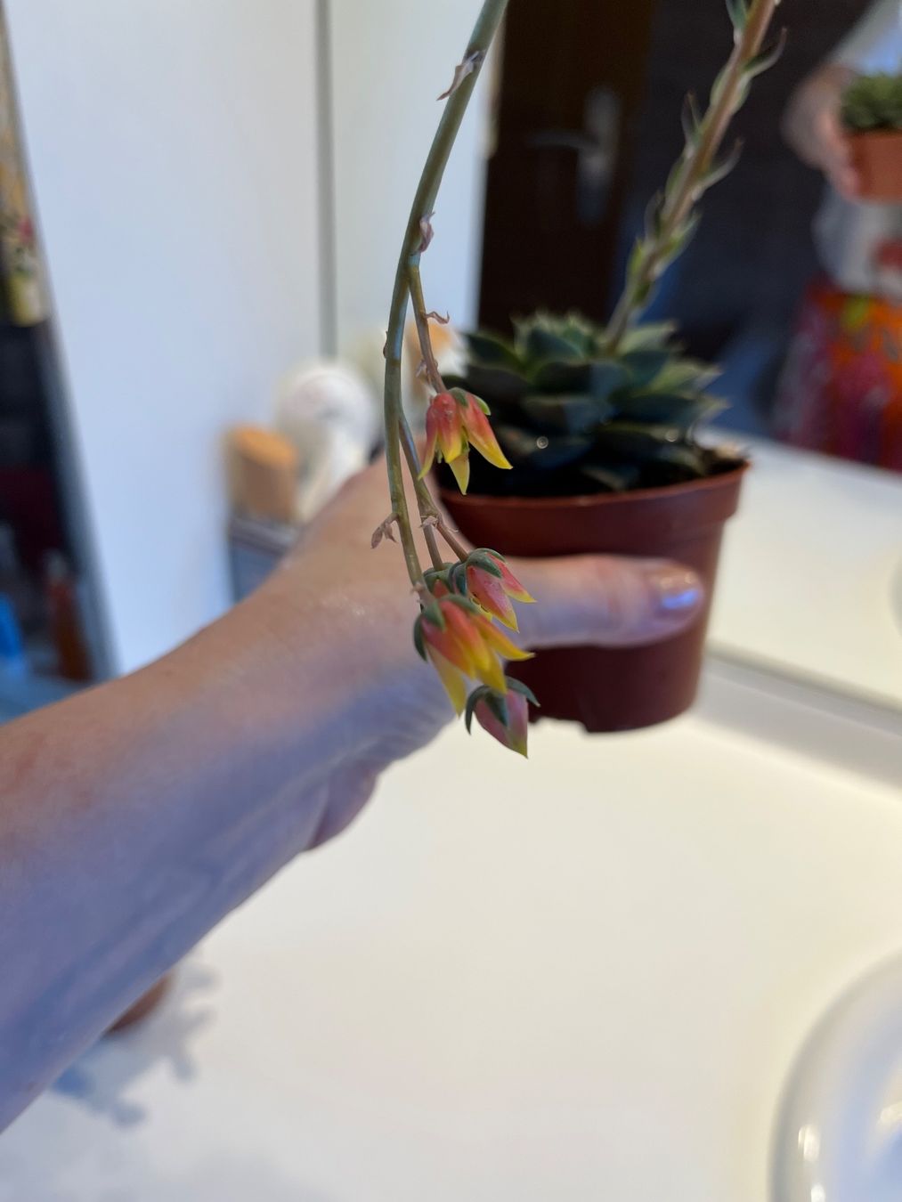 Pflanzen & Samen: Lot 2 plantes succulentes cactus avec pot – Gebraucht aus Porrentruy von Madamebovary 1