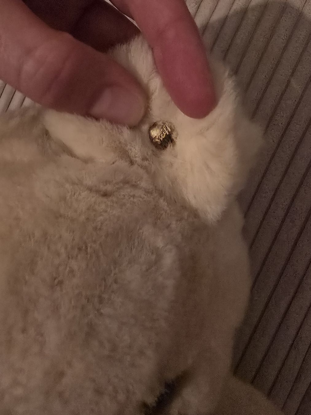 Steiff Giocattoli: Steiff Teddybär beige guter Zustand – Nuovo (secondo la descrizione) da Würenlos venduto da Lea.Maria.Hotz 4