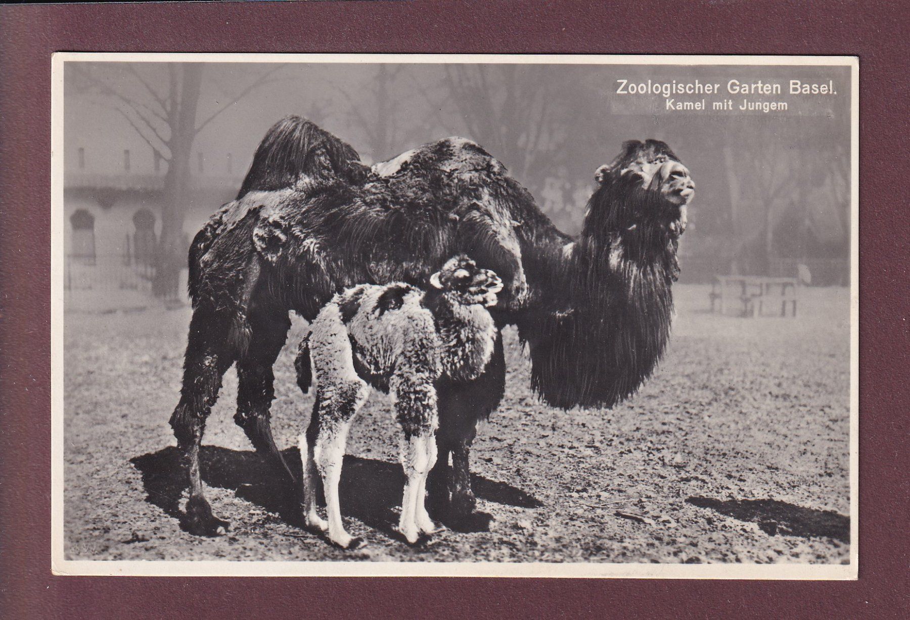Cartoline postali: BASEL - Zoologischer Garten - Kamel – Usato da Pully venduto da nicecards
