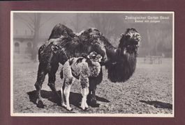 BASEL - Zoologischer Garten - Kamel