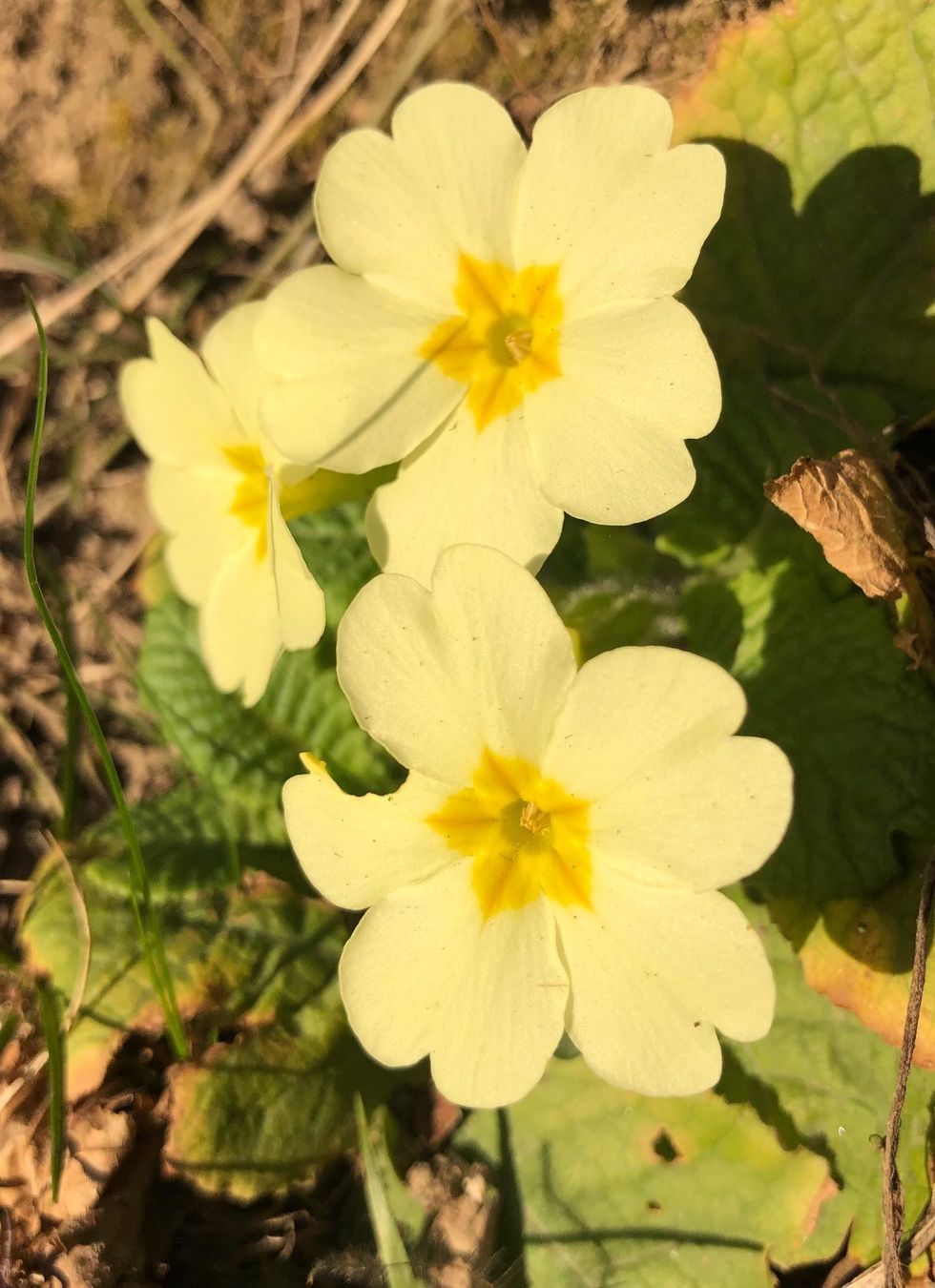 Piante & sementi: PRIMULA ACAULIS Gemeinsame Primel x10stk – Nuovo e nell'imballaggio originale da Rovio venduto da POSITIFFARTandPLANTS 7