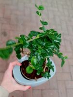 Bonsai blühende CARMONA 40-50 cm im Keramiktopf