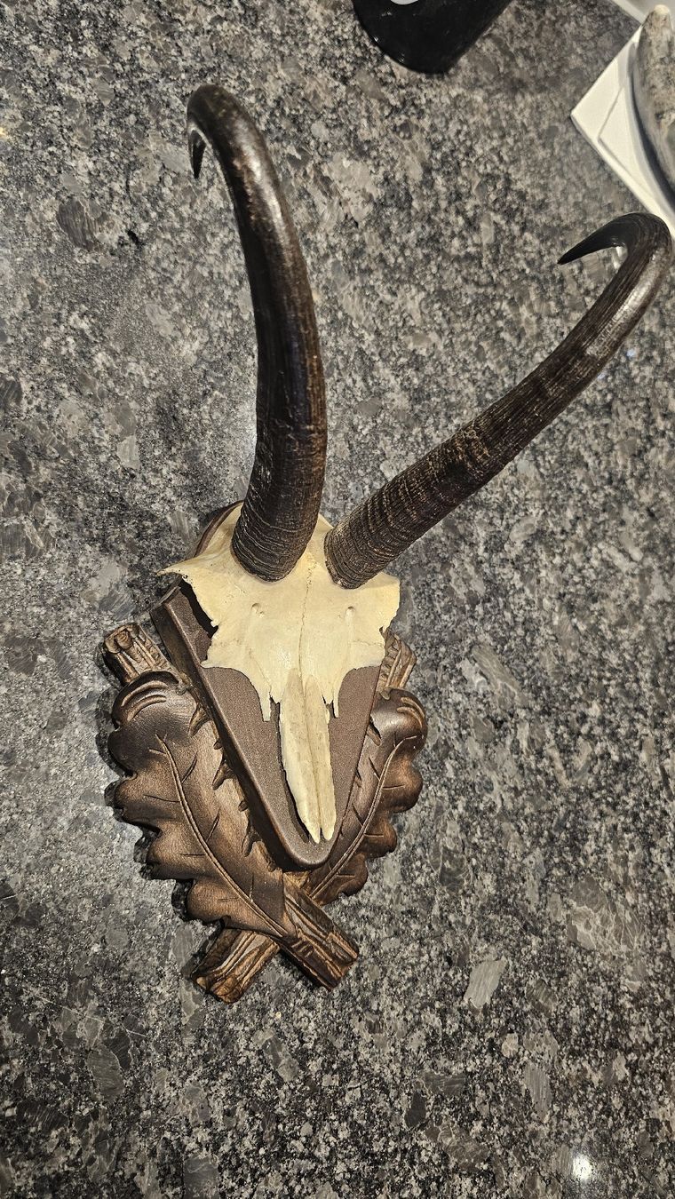 Altre raccolte & rarità: Trophäe Gehörn mit Holzschild 1948 Dalaas Jagd – Usato da Scherz venduto da gui_6q7l