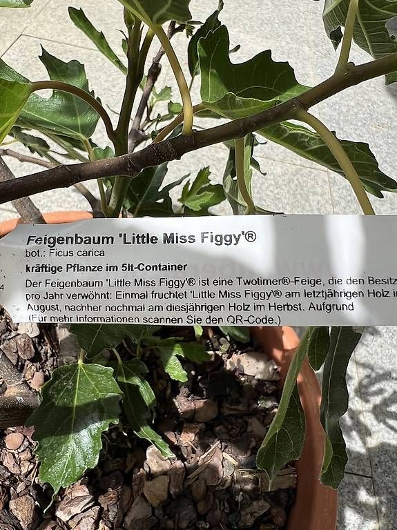Piante & sementi: Feigenbaum inkl. Kübel – Nuovo e nell'imballaggio originale da Riniken venduto da Rikaner 1